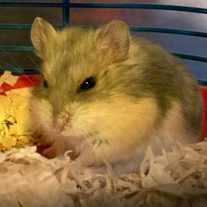 Meet your Posher, Mason